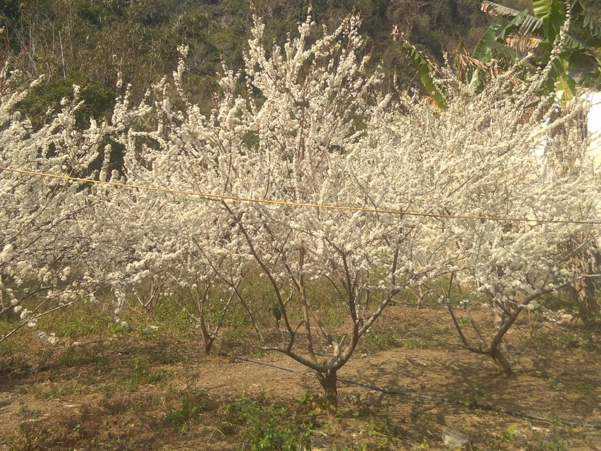 Trieu Chuong Homestay Cao Bang Esterno foto